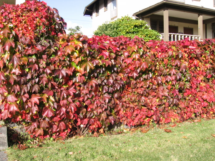 uvas decorativas en el jardín.