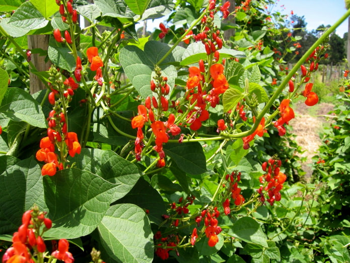 frijoles ornamentales en flor