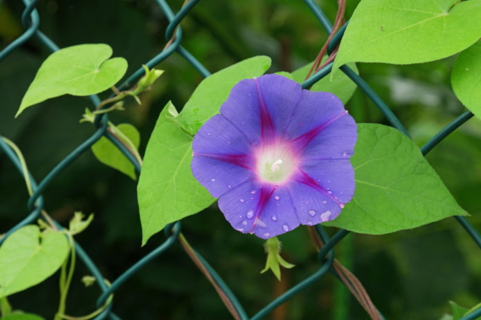 flores de gloria de la mañana