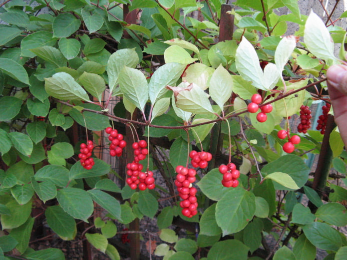 bayas de limoncillo