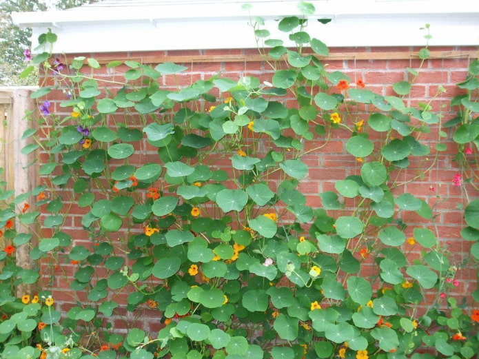 mga bulaklak at dahon ng nasturtium