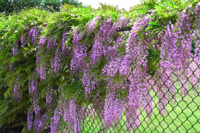 wisteria sa bakod