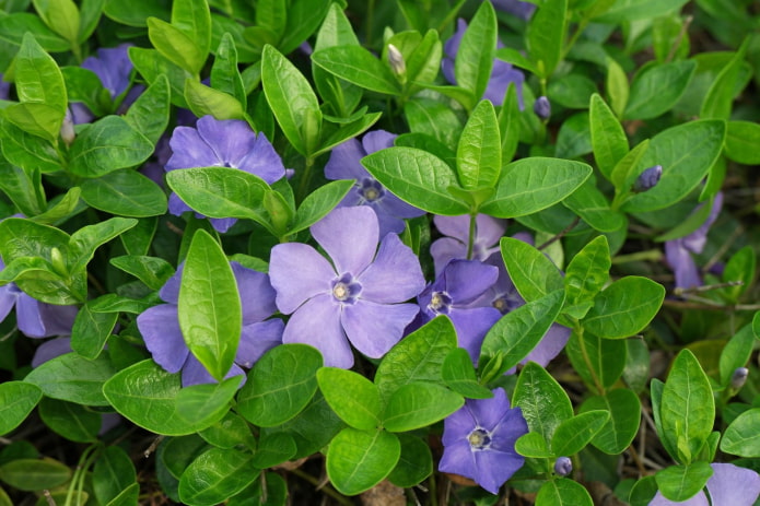 bulaklak periwinkle