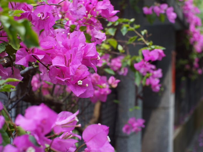 tulad ng bougainvillea