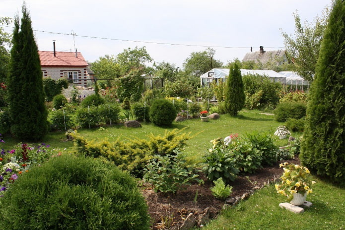 Flowerbed at thuja