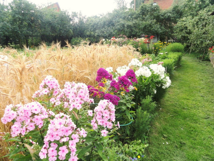 Jardín de flores y centeno