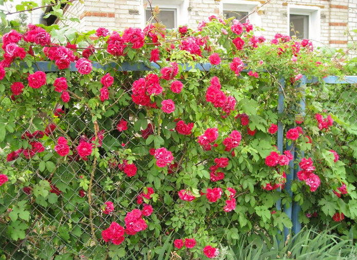 Rosas a lo largo de la valla