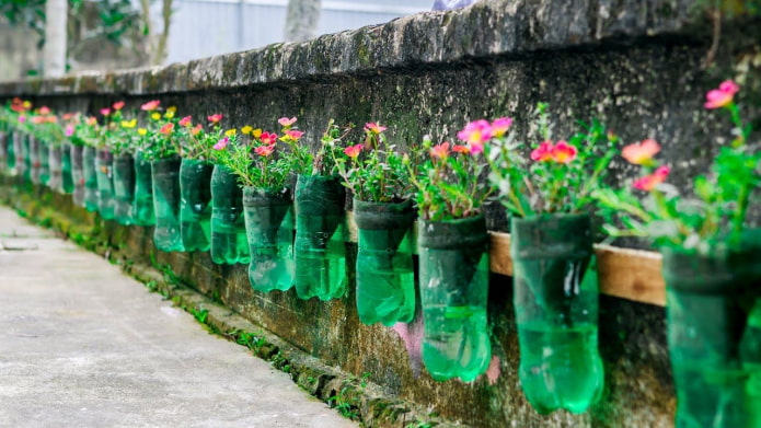 Flower bed sa isang bakod na gawa sa mga bote