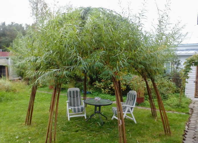 Willow gazebo shadow