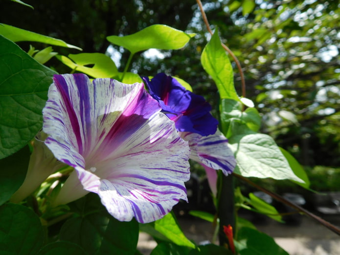 Ipomoea rayado