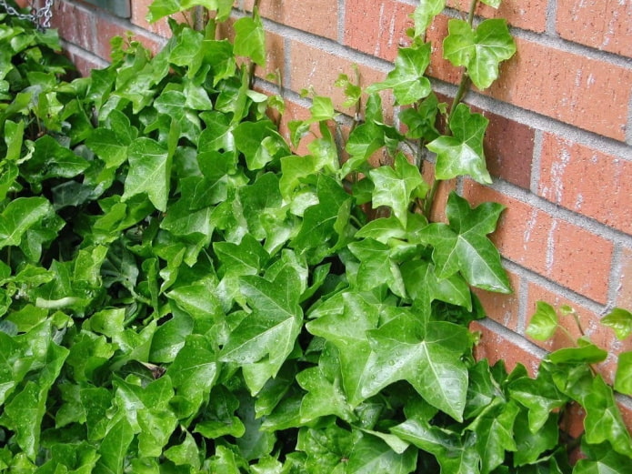 Garden ivy