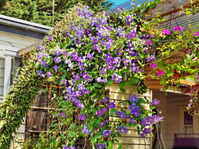 Clematis Jacques