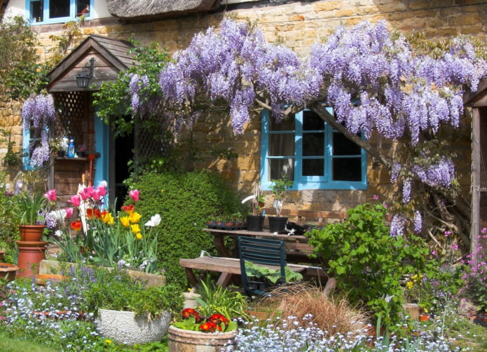 Wisteria en la fachada de la casa.