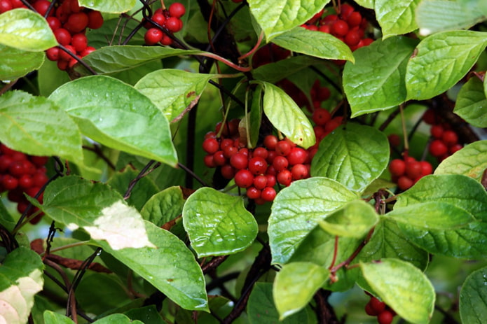 Schisandra chinensis