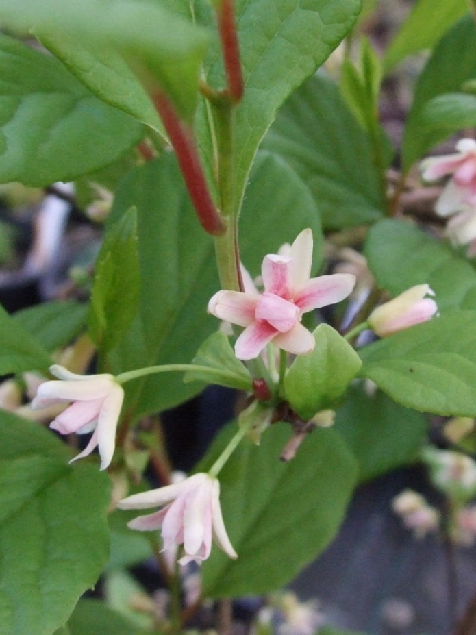 Flores de limoncillo