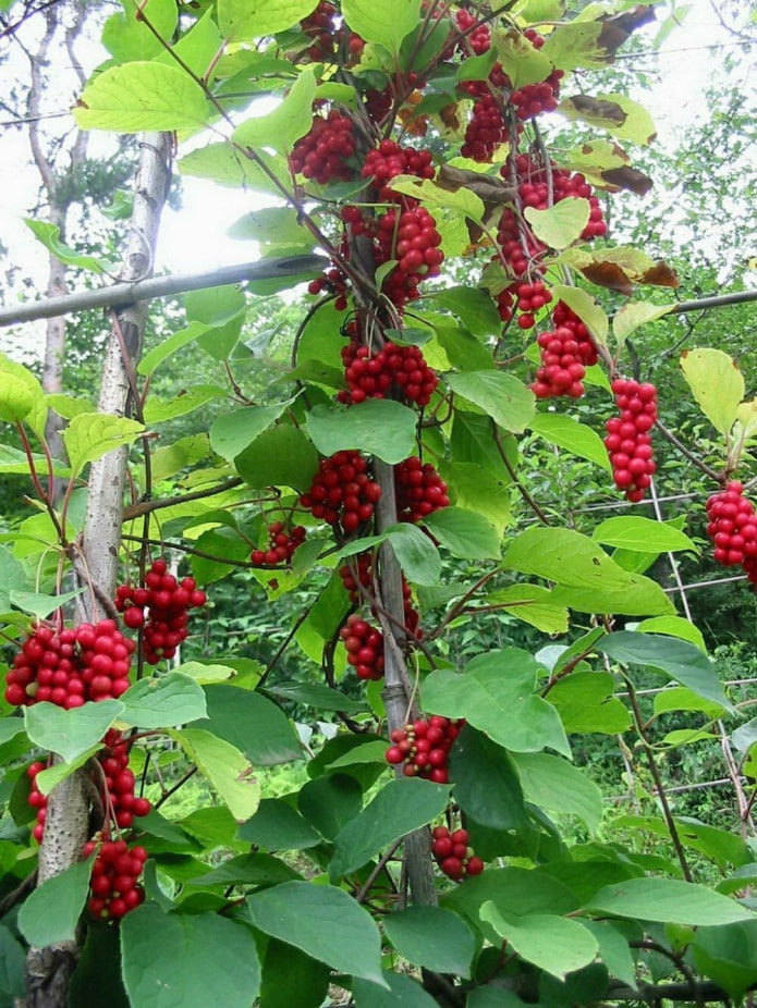 Schisandra chino en un soporte