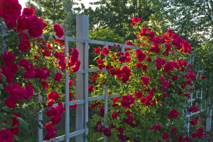 Rosas trepadoras