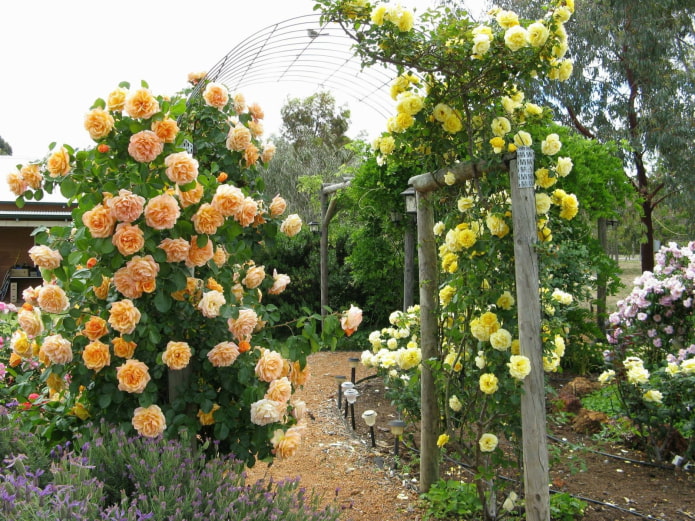 Arco de rosas