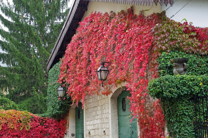 Uvas en otoño