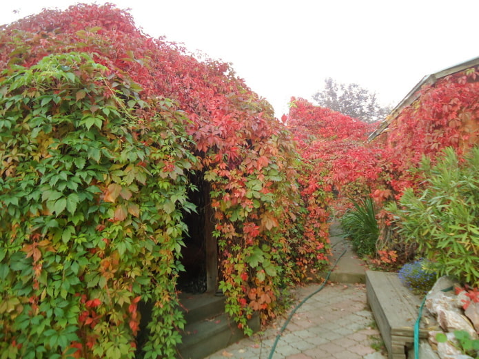 Gazebo en uvas de doncella