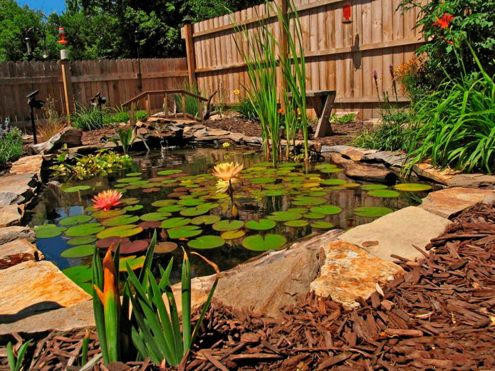 estanque con plantas en el jardín.