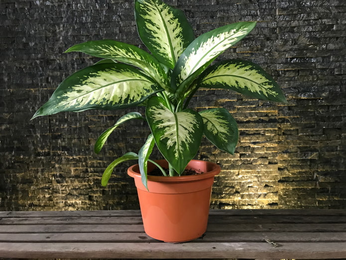 dieffenbachia en el apartamento