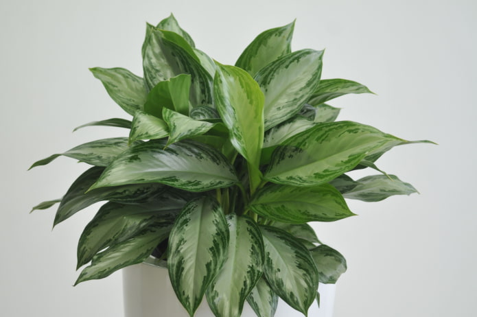 cuidado de aglaonema