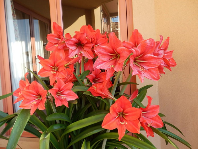 kung paano namumulaklak ang amaryllis