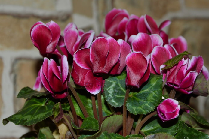 lason ang cyclamen