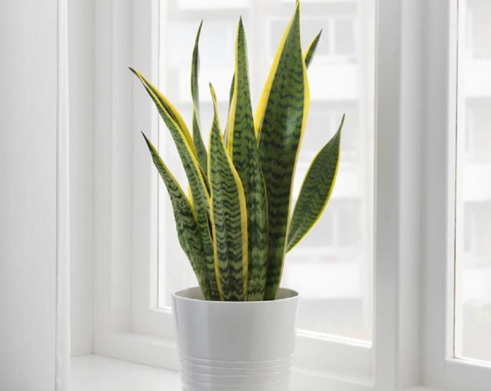 cual es el peligro de sansevieria