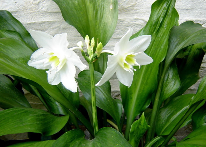 eucharis allergy