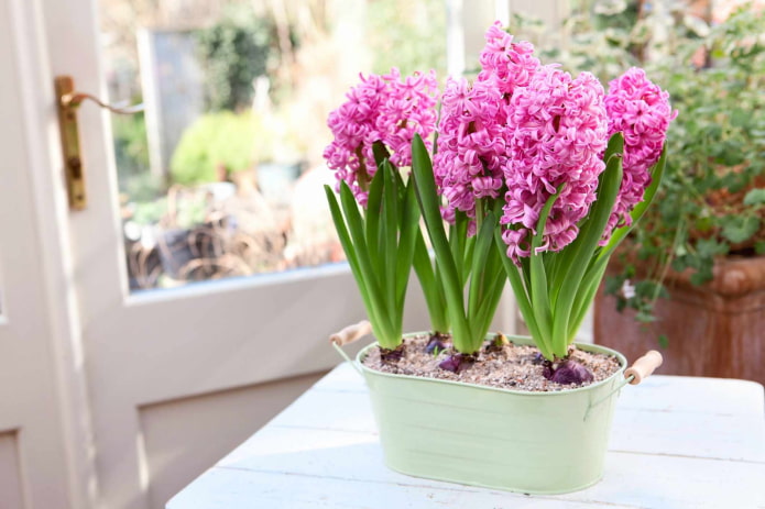 hyacinth allergy