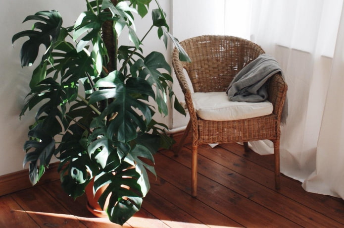 monstera en el dormitorio