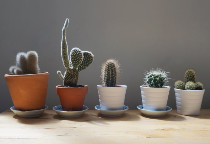 ¿Es posible tener cactus en casa?