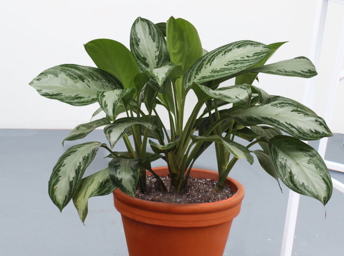 cómo cultivar aglaonema