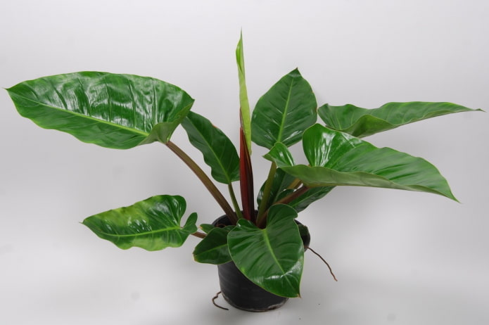 philodendron sa lilim