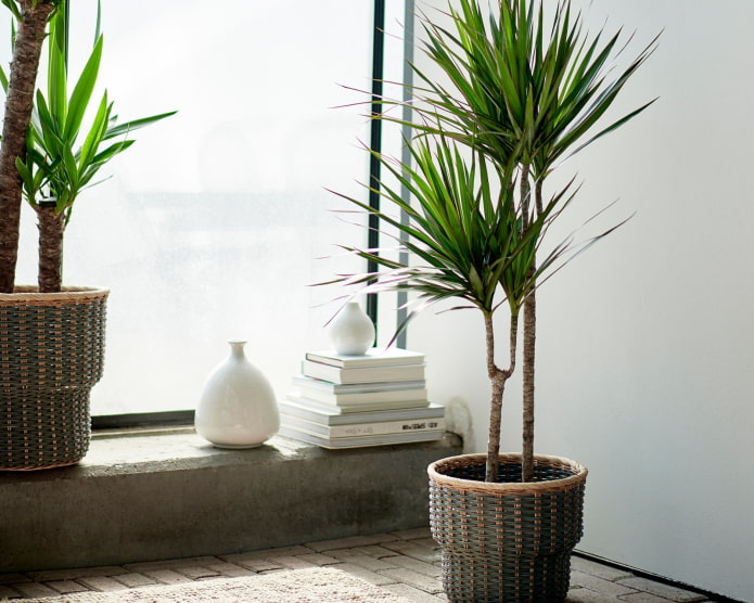 dracaena en el interior