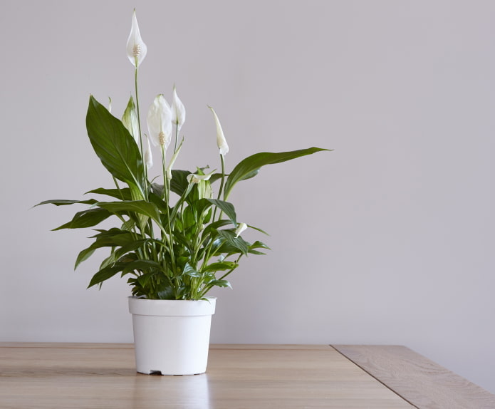 cómo florece spathiphyllum