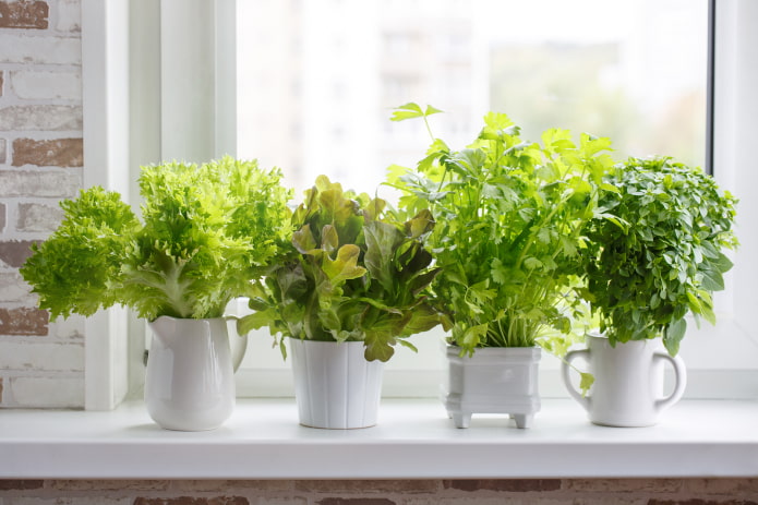 vegetación en el alféizar de la ventana