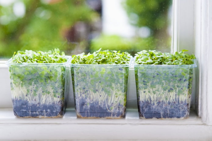 microgreen