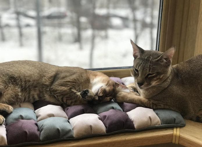 almohadas de gato en el alféizar de la ventana