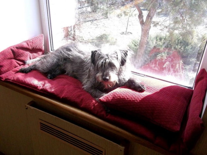 el perro en el alféizar de la ventana