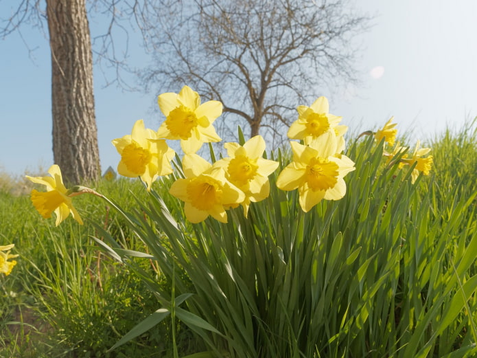 Narcisos