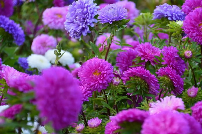 Asters