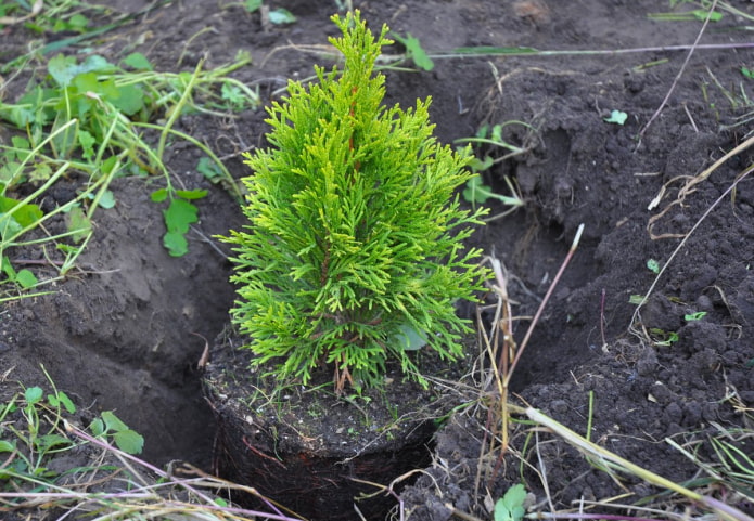 Pagtanim ng isang thuja sa taglagas