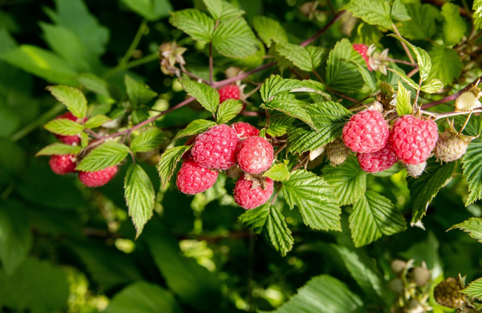 Mga raspberry