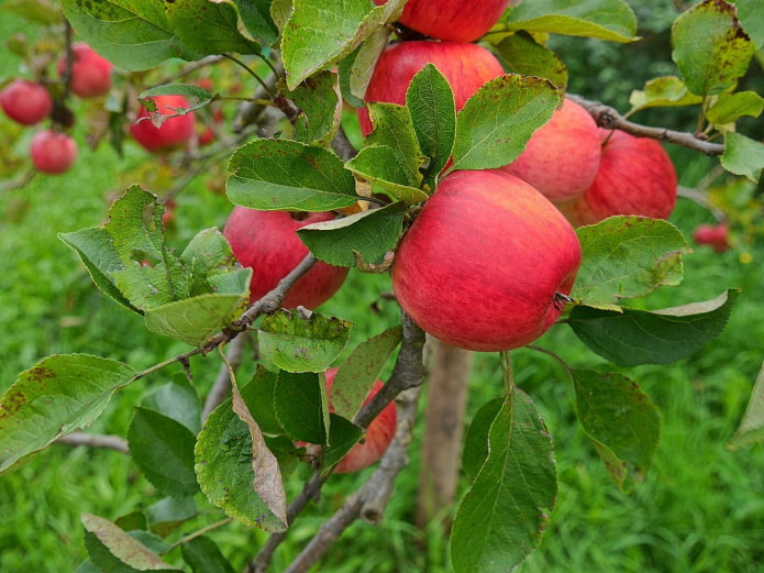 árbol de manzana