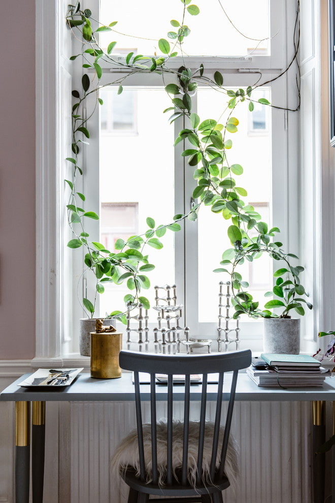 Plantas en lugar de cortinas