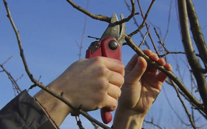 mga pruning puno