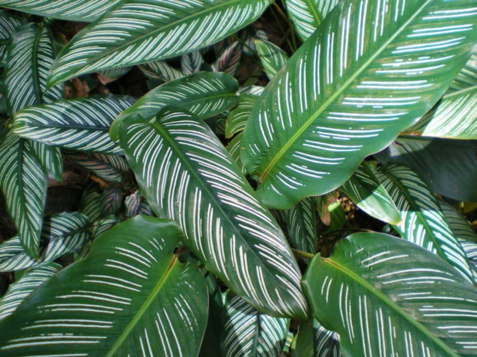 Pinalamutian ng calathea